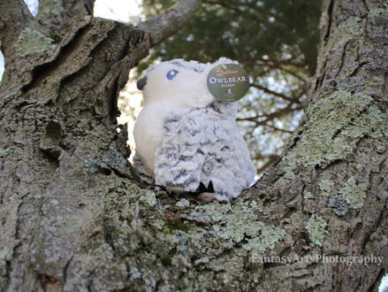 Remnants of a campfire at Chelly Canyon